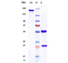 SDS-PAGE - Inebilizumab Biosimilar - Anti-CD19 Antibody - Low endotoxin, Azide free (A323509) - Antibodies.com