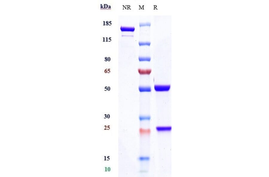 SDS-PAGE - Inebilizumab Biosimilar - Anti-CD19 Antibody - Low endotoxin, Azide free (A323509) - Antibodies.com