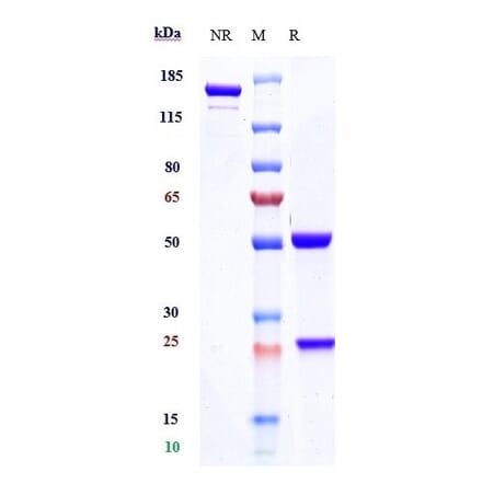 SDS-PAGE - Inebilizumab Biosimilar - Anti-CD19 Antibody - Low endotoxin, Azide free (A323509) - Antibodies.com