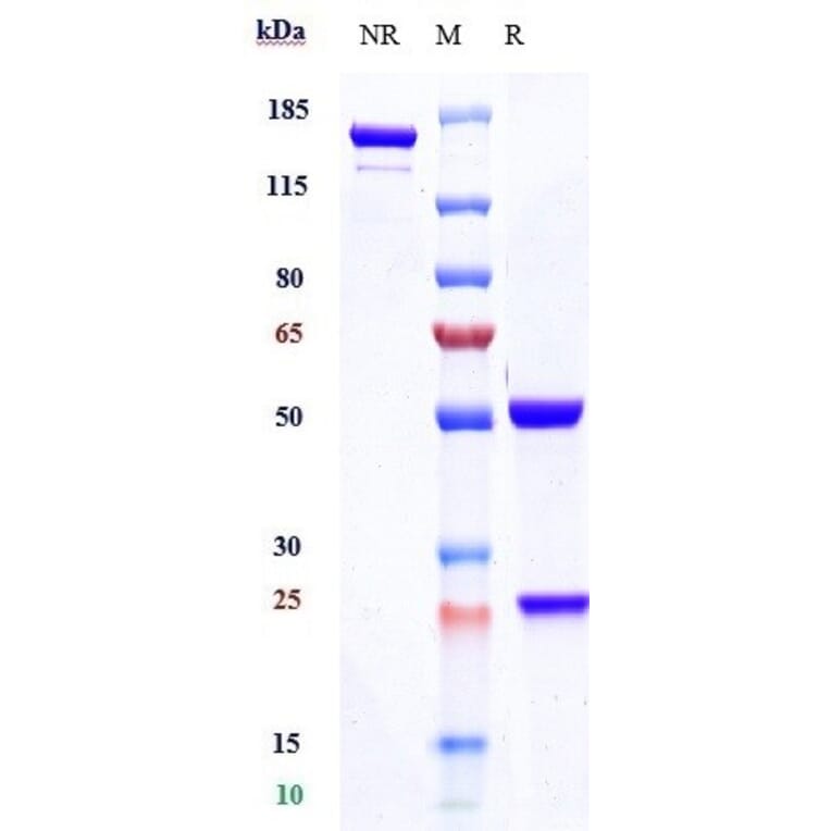 SDS-PAGE - Inebilizumab Biosimilar - Anti-CD19 Antibody - Low endotoxin, Azide free (A323509) - Antibodies.com