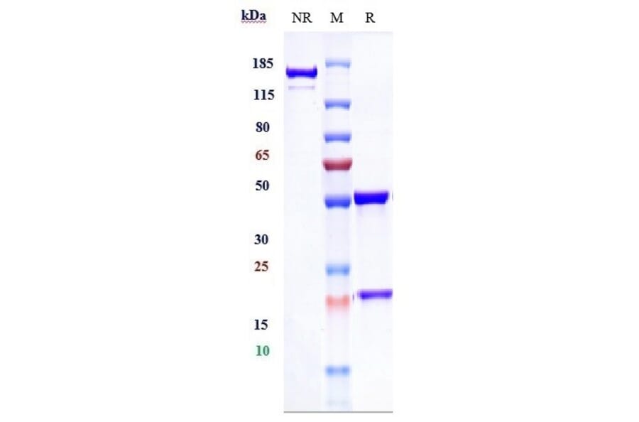 SDS-PAGE - Infliximab Biosimilar - Anti-TNF alpha Antibody - Low endotoxin, Azide free (A323510) - Antibodies.com
