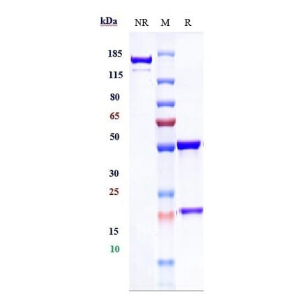 SDS-PAGE - Infliximab Biosimilar - Anti-TNF alpha Antibody - Low endotoxin, Azide free (A323510) - Antibodies.com