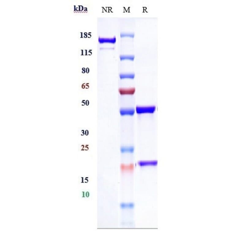 SDS-PAGE - Infliximab Biosimilar - Anti-TNF alpha Antibody - Low endotoxin, Azide free (A323510) - Antibodies.com