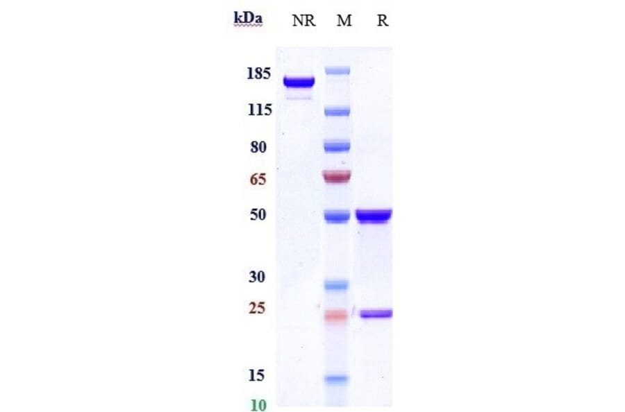 SDS-PAGE - Inotuzumab Biosimilar - Anti-CD22 Antibody - Low endotoxin, Azide free (A323512) - Antibodies.com