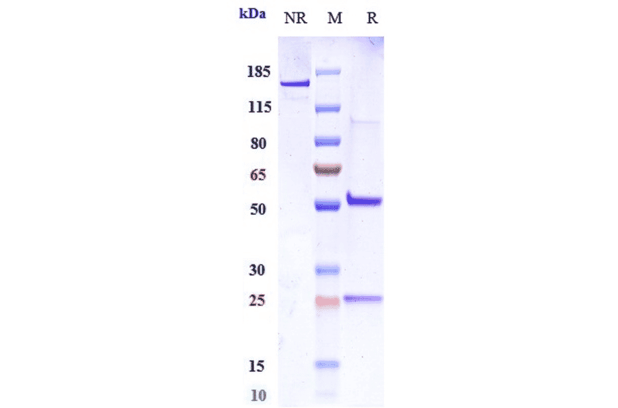 SDS-PAGE - Intetumumab Biosimilar - Anti-Integrin alpha V Antibody - Low endotoxin, Azide free (A323514) - Antibodies.com