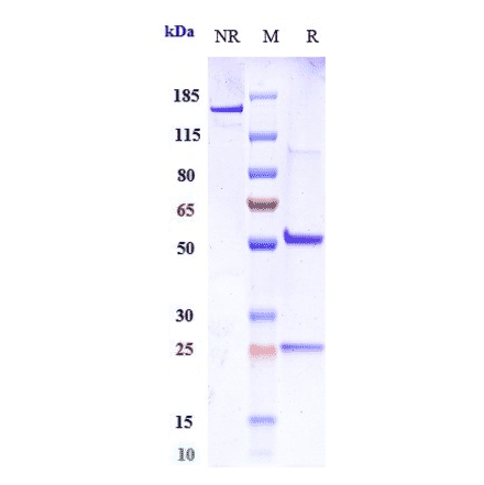 SDS-PAGE - Intetumumab Biosimilar - Anti-Integrin alpha V Antibody - Low endotoxin, Azide free (A323514) - Antibodies.com
