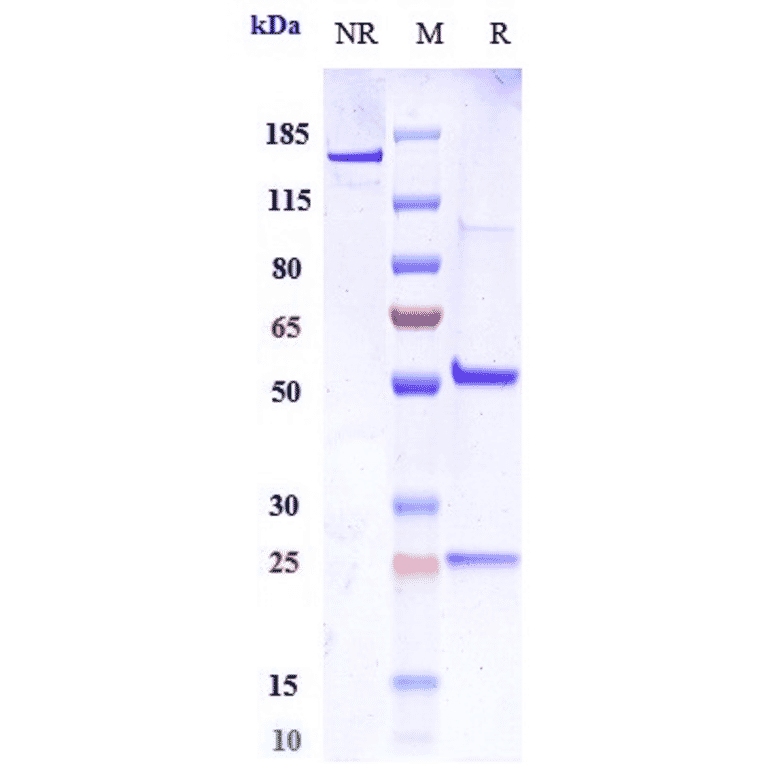 SDS-PAGE - Intetumumab Biosimilar - Anti-Integrin alpha V Antibody - Low endotoxin, Azide free (A323514) - Antibodies.com