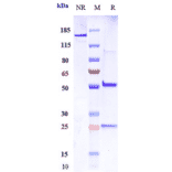 SDS-PAGE - Intetumumab Biosimilar - Anti-Integrin alpha V Antibody - Low endotoxin, Azide free (A323514) - Antibodies.com