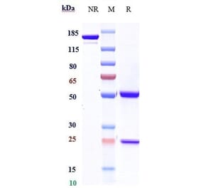 SDS-PAGE - Ipilimumab Biosimilar - Anti-CTLA4 Antibody - Low endotoxin, Azide free (A323516) - Antibodies.com