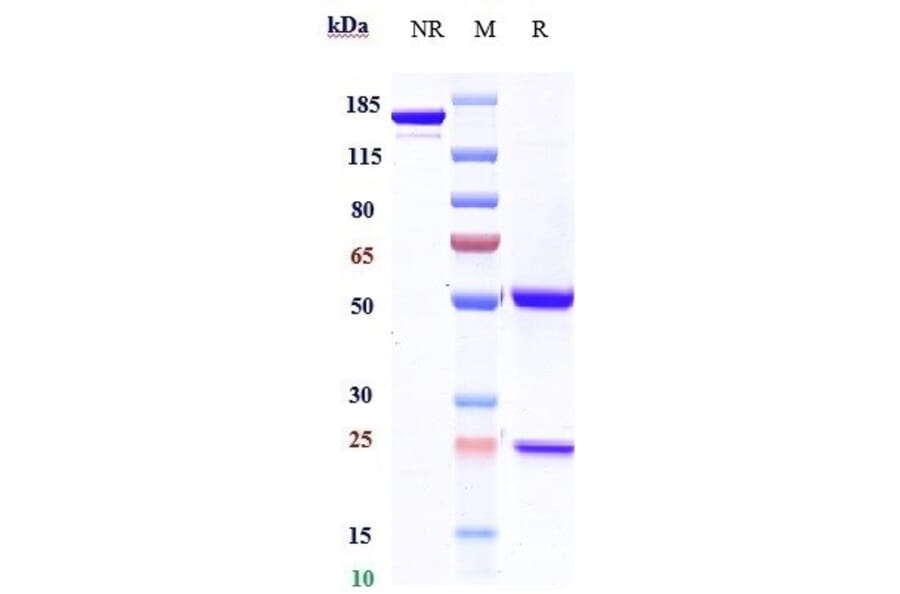 SDS-PAGE - Ipilimumab Biosimilar - Anti-CTLA4 Antibody - Low endotoxin, Azide free (A323516) - Antibodies.com