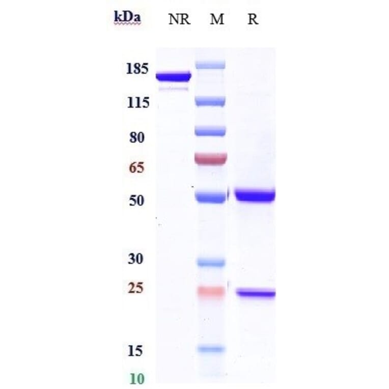 SDS-PAGE - Ipilimumab Biosimilar - Anti-CTLA4 Antibody - Low endotoxin, Azide free (A323516) - Antibodies.com