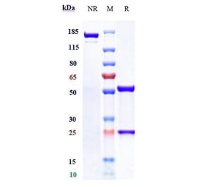 SDS-PAGE - Isatuximab Biosimilar - Anti-CD38 Antibody - Low endotoxin, Azide free (A323517) - Antibodies.com