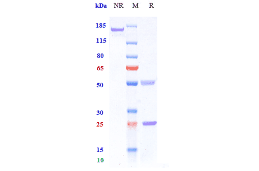 SDS-PAGE - Iscalimab Biosimilar - Anti-CD40 Antibody - Low endotoxin, Azide free (A323518) - Antibodies.com