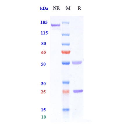 SDS-PAGE - Iscalimab Biosimilar - Anti-CD40 Antibody - Low endotoxin, Azide free (A323518) - Antibodies.com