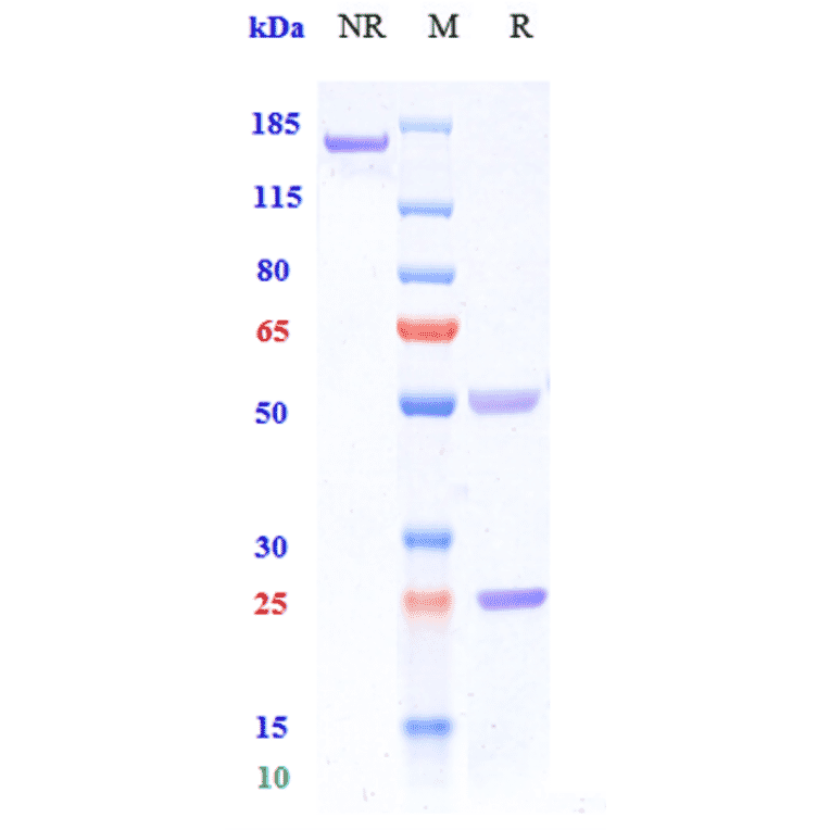 SDS-PAGE - Iscalimab Biosimilar - Anti-CD40 Antibody - Low endotoxin, Azide free (A323518) - Antibodies.com