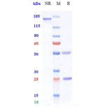 SDS-PAGE - Iscalimab Biosimilar - Anti-CD40 Antibody - Low endotoxin, Azide free (A323518) - Antibodies.com