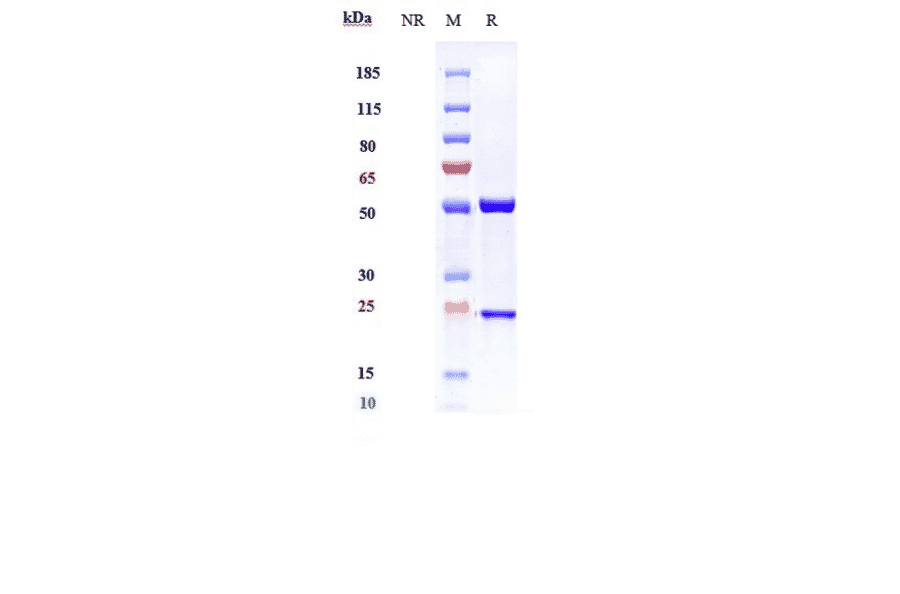 SDS-PAGE - Itepekimab Biosimilar - Anti-IL-33 Antibody - Low endotoxin, Azide free (A323519) - Antibodies.com