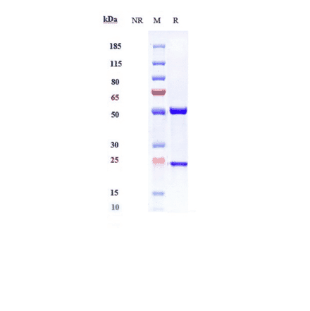 SDS-PAGE - Itepekimab Biosimilar - Anti-IL-33 Antibody - Low endotoxin, Azide free (A323519) - Antibodies.com