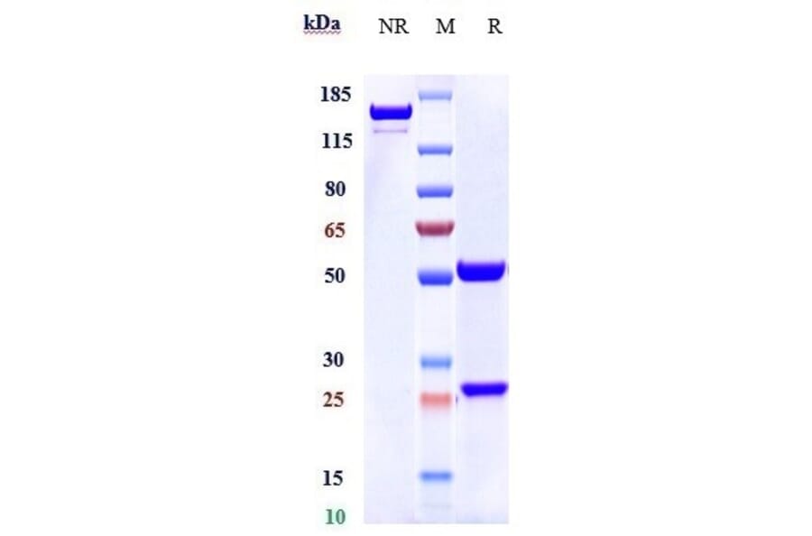 SDS-PAGE - Itolizumab Biosimilar - Anti-CD6/T12 Antibody - Low endotoxin, Azide free (A323520) - Antibodies.com
