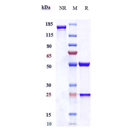 SDS-PAGE - Labetuzumab Biosimilar - Anti-CEACAM5 Antibody - Low endotoxin, Azide free (A323524) - Antibodies.com