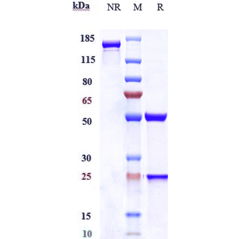 SDS-PAGE - Labetuzumab Biosimilar - Anti-CEACAM5 Antibody - Low endotoxin, Azide free (A323524) - Antibodies.com