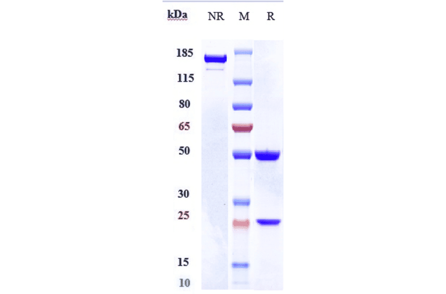 SDS-PAGE - Lacnotuzumab Biosimilar - Anti-M-CSF Antibody - Low endotoxin, Azide free (A323525) - Antibodies.com