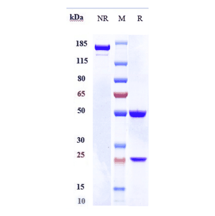 SDS-PAGE - Lacnotuzumab Biosimilar - Anti-M-CSF Antibody - Low endotoxin, Azide free (A323525) - Antibodies.com
