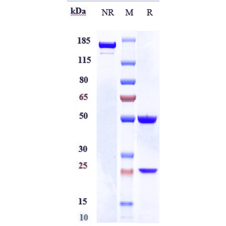 SDS-PAGE - Lacnotuzumab Biosimilar - Anti-M-CSF Antibody - Low endotoxin, Azide free (A323525) - Antibodies.com