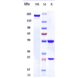 SDS-PAGE - Lacnotuzumab Biosimilar - Anti-M-CSF Antibody - Low endotoxin, Azide free (A323525) - Antibodies.com
