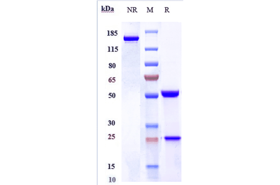 SDS-PAGE - Lacutamab Biosimilar - Anti-KIR3DL2 Antibody - Low endotoxin, Azide free (A323526) - Antibodies.com