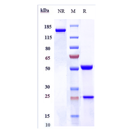 SDS-PAGE - Lacutamab Biosimilar - Anti-KIR3DL2 Antibody - Low endotoxin, Azide free (A323526) - Antibodies.com