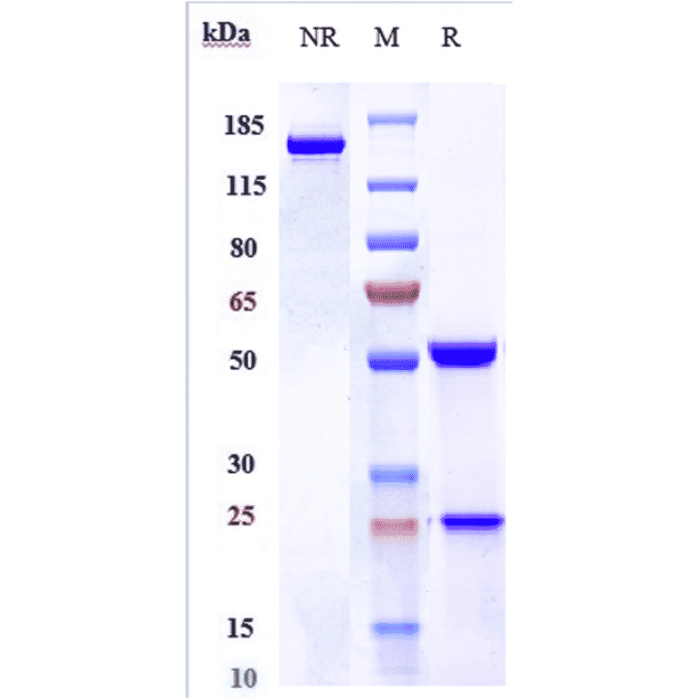 SDS-PAGE - Lacutamab Biosimilar - Anti-KIR3DL2 Antibody - Low endotoxin, Azide free (A323526) - Antibodies.com