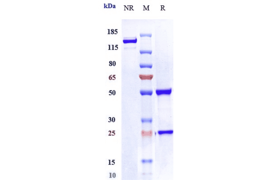 SDS-PAGE - Ladiratuzumab Biosimilar - Anti-SLC39A6/ZIP-6 Antibody - Low endotoxin, Azide free (A323528) - Antibodies.com