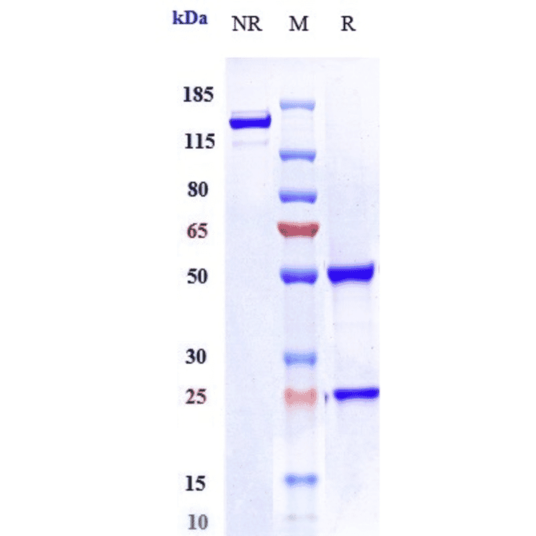 SDS-PAGE - Ladiratuzumab Biosimilar - Anti-SLC39A6/ZIP-6 Antibody - Low endotoxin, Azide free (A323528) - Antibodies.com