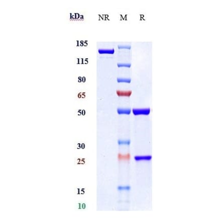 SDS-PAGE - Landogrozumab Biosimilar - Anti-GDF8/Myostatin Antibody - Low endotoxin, Azide free (A323530) - Antibodies.com
