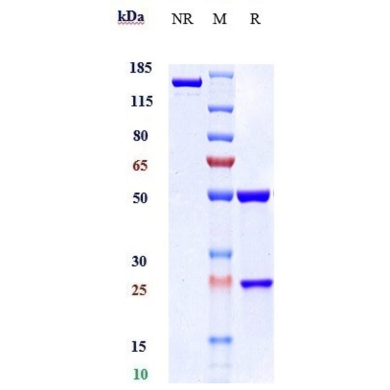 SDS-PAGE - Landogrozumab Biosimilar - Anti-GDF8/Myostatin Antibody - Low endotoxin, Azide free (A323530) - Antibodies.com