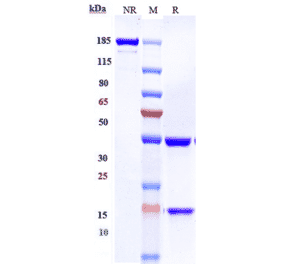 SDS-PAGE - Laprituximab Biosimilar - Anti-EGFR Antibody - Low endotoxin, Azide free (A323532) - Antibodies.com