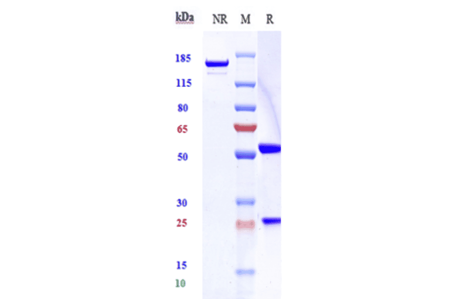 SDS-PAGE - Latozinemab Biosimilar - Anti-Sortilin/NT3 Antibody - Low endotoxin, Azide free (A323533) - Antibodies.com