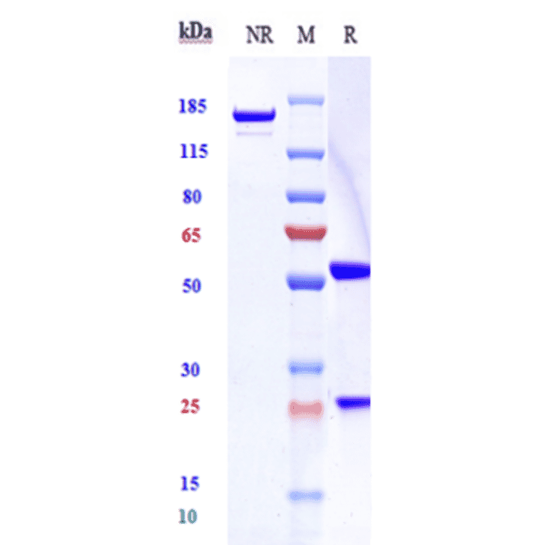 SDS-PAGE - Latozinemab Biosimilar - Anti-Sortilin/NT3 Antibody - Low endotoxin, Azide free (A323533) - Antibodies.com