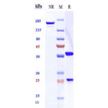 SDS-PAGE - Latozinemab Biosimilar - Anti-Sortilin/NT3 Antibody - Low endotoxin, Azide free (A323533) - Antibodies.com