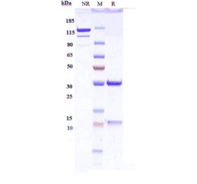SDS-PAGE - Lebrikizumab Biosimilar - Anti-IL-13 Antibody - Low endotoxin, Azide free (A323534) - Antibodies.com