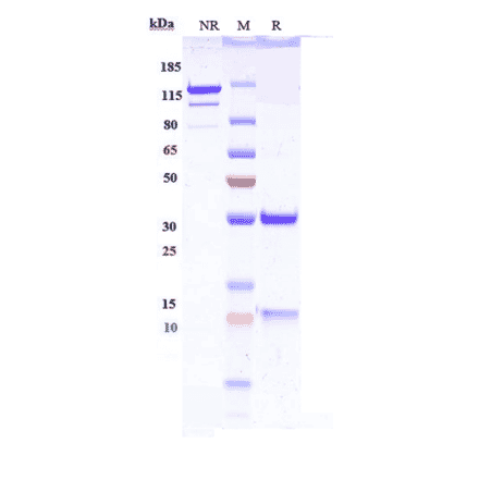 SDS-PAGE - Lebrikizumab Biosimilar - Anti-IL-13 Antibody - Low endotoxin, Azide free (A323534) - Antibodies.com