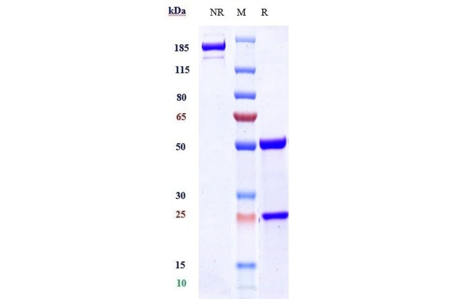 SDS-PAGE - Lecanemab Biosimilar - Anti-beta Amyloid Antibody - Low endotoxin, Azide free (A323535) - Antibodies.com