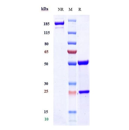 SDS-PAGE - Lecanemab Biosimilar - Anti-beta Amyloid Antibody - Low endotoxin, Azide free (A323535) - Antibodies.com