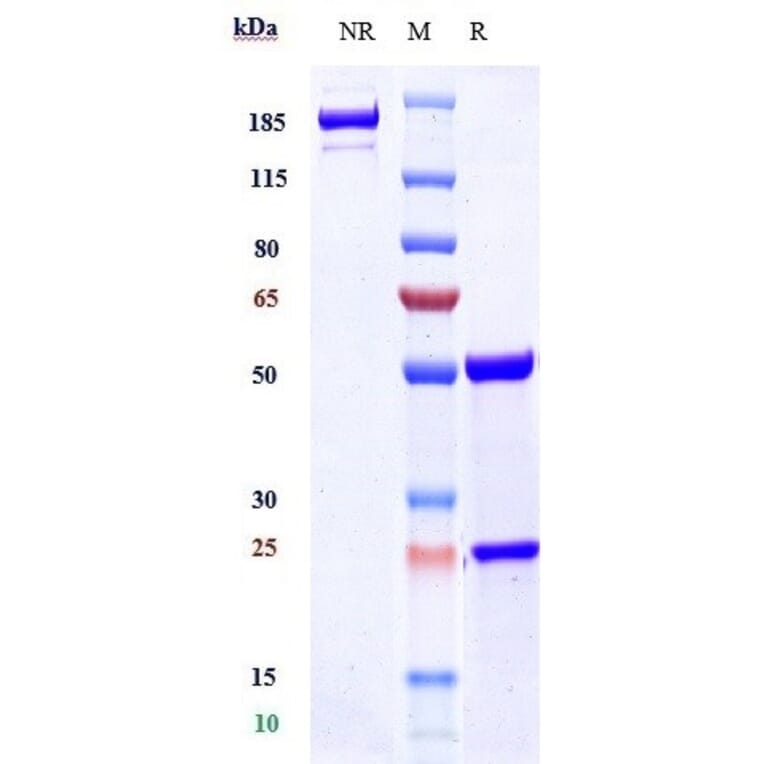 SDS-PAGE - Lecanemab Biosimilar - Anti-beta Amyloid Antibody - Low endotoxin, Azide free (A323535) - Antibodies.com