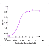 ELISA - Lecanemab Biosimilar - Anti-beta Amyloid Antibody - Low endotoxin, Azide free (A323535) - Antibodies.com