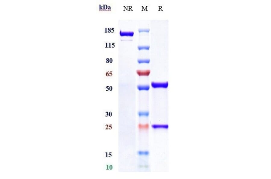 SDS-PAGE - Lendalizumab Biosimilar - Anti-C5 Antibody - Low endotoxin, Azide free (A323537) - Antibodies.com