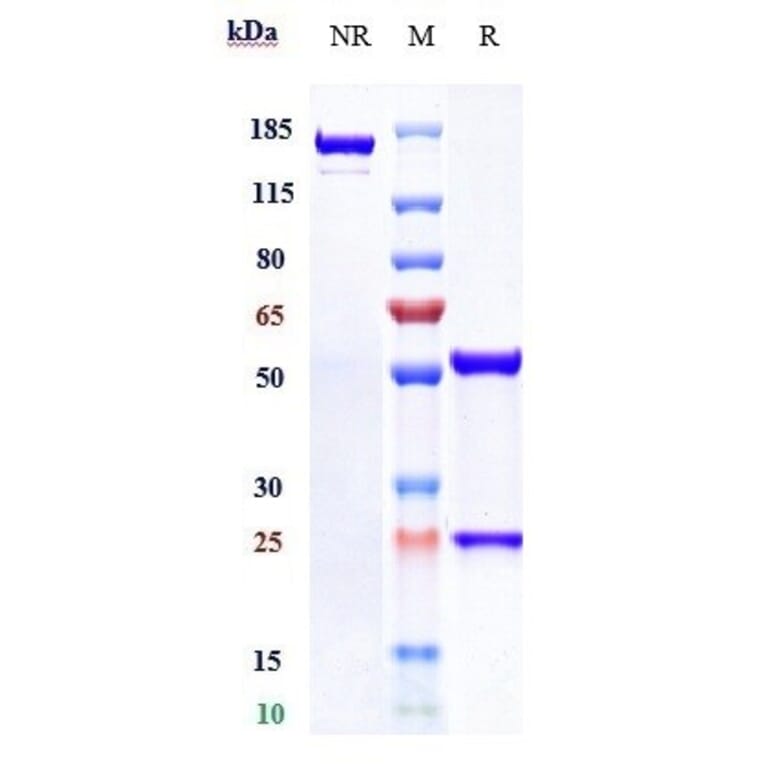 SDS-PAGE - Lendalizumab Biosimilar - Anti-C5 Antibody - Low endotoxin, Azide free (A323537) - Antibodies.com