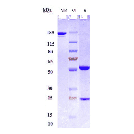 SDS-PAGE - Lenzilumab Biosimilar - Anti-GM-CSF Antibody - Low endotoxin, Azide free (A323538) - Antibodies.com