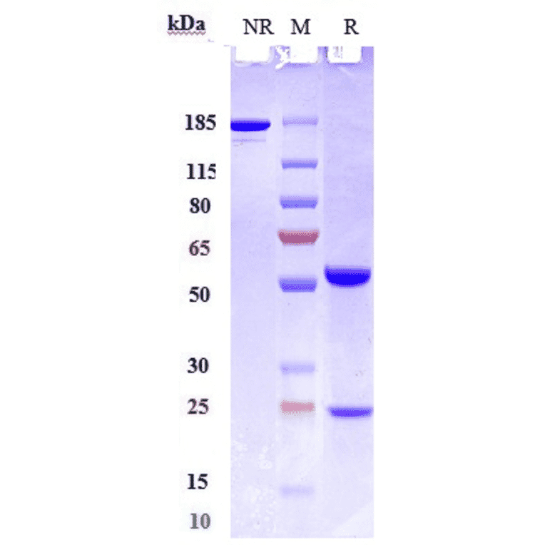 SDS-PAGE - Lenzilumab Biosimilar - Anti-GM-CSF Antibody - Low endotoxin, Azide free (A323538) - Antibodies.com